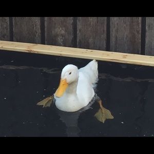 Meet your Posher, Kari